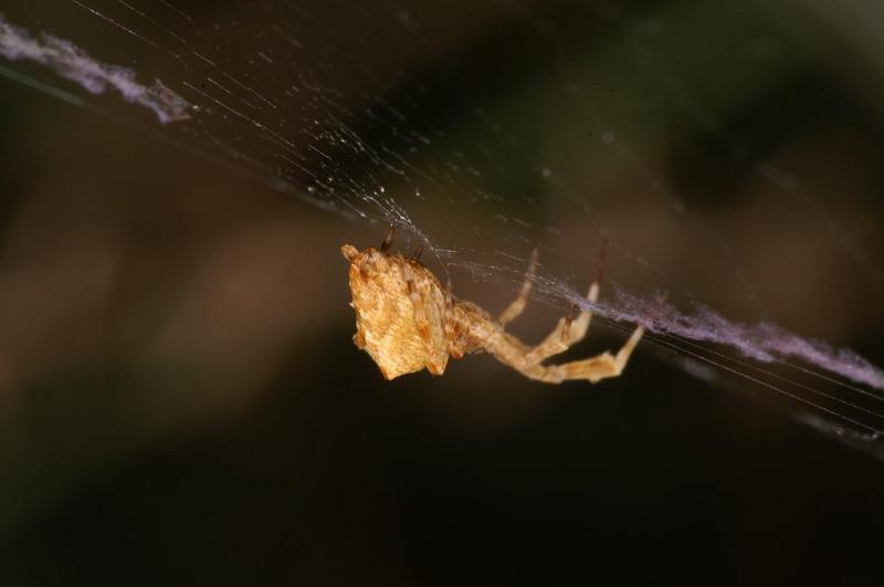 Uloborus_barbipes_D7170_Z_89_Kidmans camp_Australie.jpg